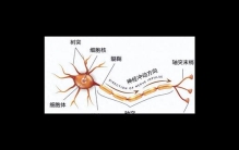 抑郁症脑神经修复食物排行，核桃第3，蛋黄第2，第1被称为脑黄金