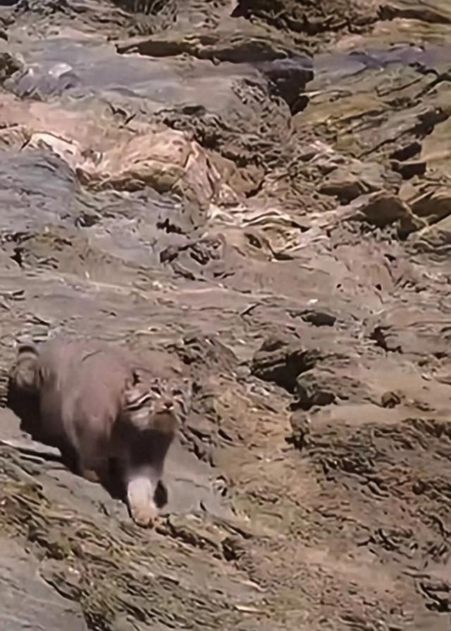 新疆玛纳斯刚拍到一只「世界上最凶的猫」,活了 1500 万年