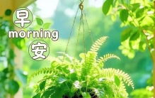 垂吊的绿植