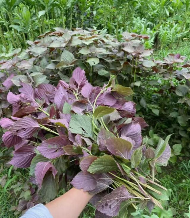 被称为“纯阳之草”的紫苏,才是夏天最该喝的神仙水!10种不重样