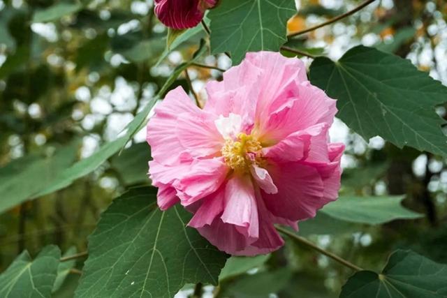 木芙蓉:一日三变的“芙蓉花神”,秋日独芳的绝美精灵