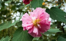 木芙蓉：一日三变的“芙蓉花神”，秋日独芳的绝美精灵