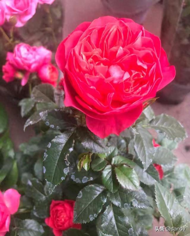 5种花草别任其疯长，及时拦腰修剪，长势旺还值钱