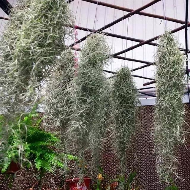 零失败！5种比绿萝还好养的"网红垂吊植物"一个月爆盆