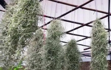 零失败！5种比绿萝还好养的"网红垂吊植物"一个月爆盆