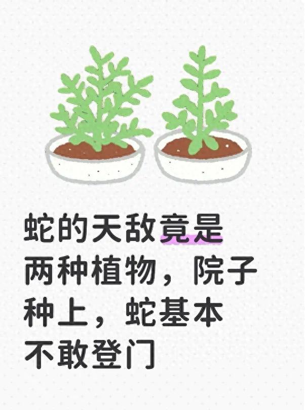 蛇的天敌竟是两种植物,院子种上,蛇基本不敢登门