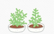 蛇的天敌竟是两种植物，院子种上，蛇基本不敢登门