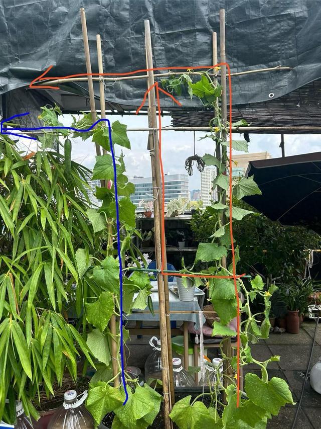 一架子花草果蔬,成年人最简单的幸福