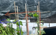 一架子花草果蔬，成年人最简单的幸福