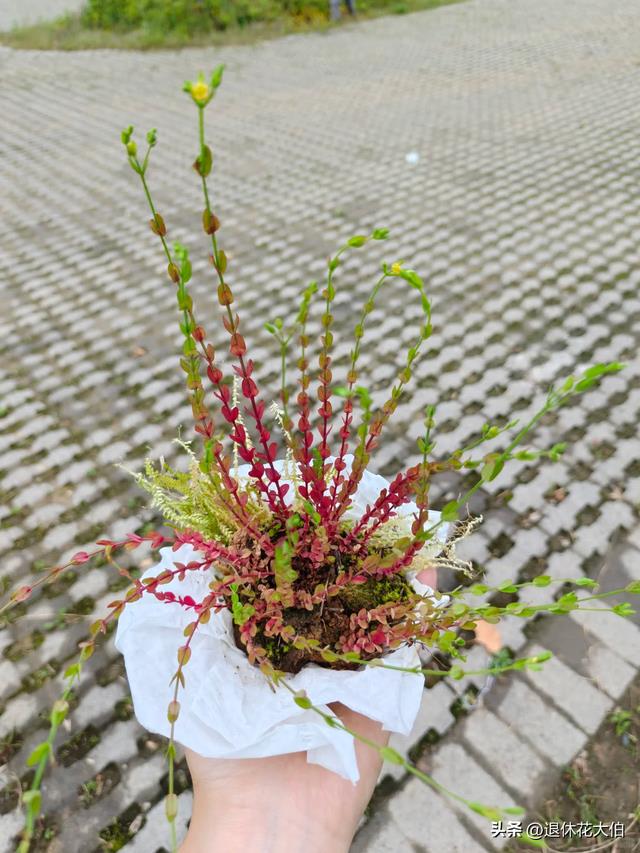 路边的6种野草挖回家,掐个枝就活,养10年真能当传家宝