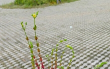 路边的6种野草挖回家，掐个枝就活，养10年真能当传家宝