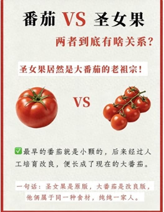 日常吃的大番茄,并非植物学原生西红柿,品种历经数百年人工改良