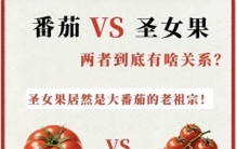 日常吃的大番茄，并非植物学原生西红柿，品种历经数百年人工改良