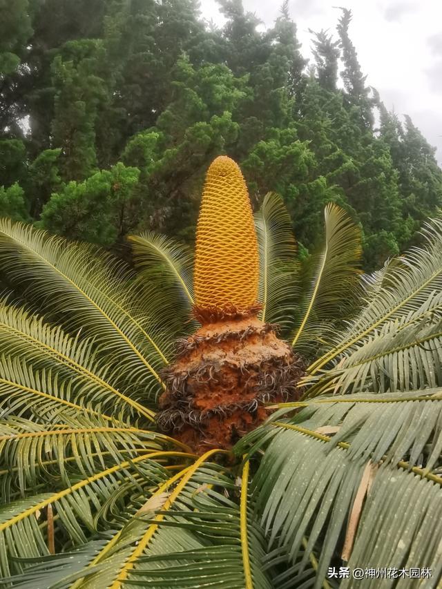 3.2亿年!花穗像金色火炬,国家一级保护植物苏铁花开昆明植物园