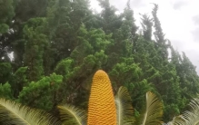 3.2亿年！花穗像金色火炬，国家一级保护植物苏铁花开昆明植物园