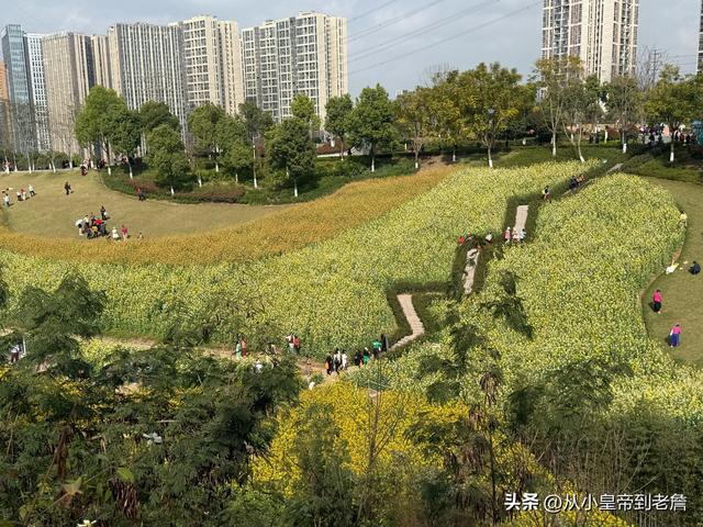 散文:麦穗低头时,最是饱满