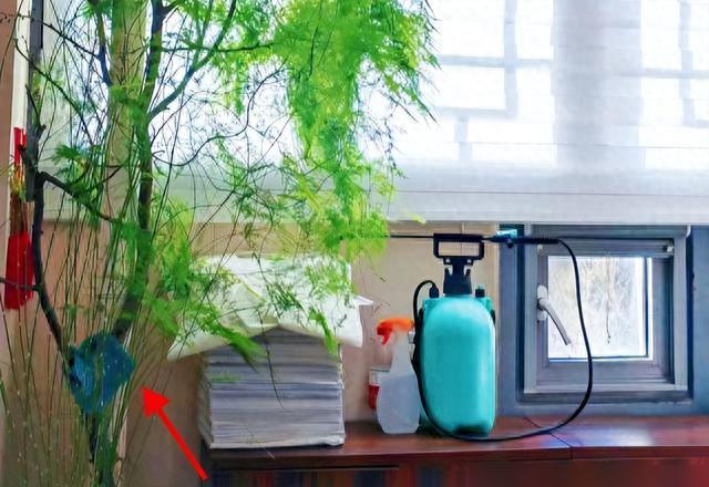25岁的“文竹”被爷爷养成了大树。网友:物大成精,好霸气