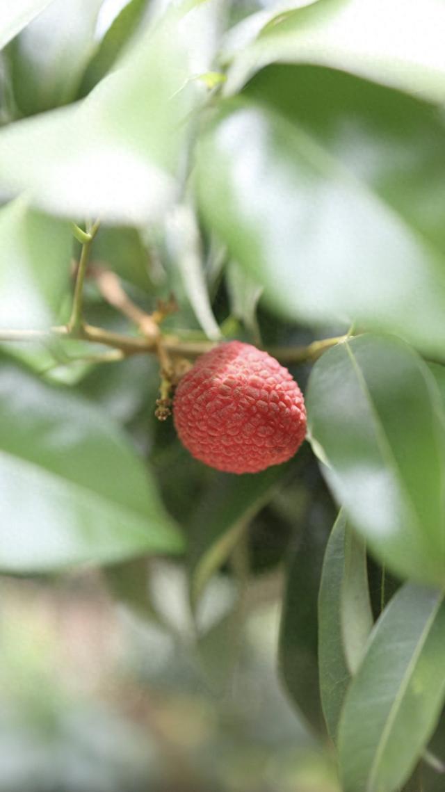 新突破!全球最大荔枝“基因库”结出首颗跨属杂交果