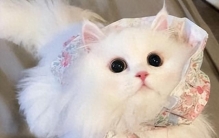 2026年6月猫粮排行榜更新！十大人气品牌，口碑与性价比双在线