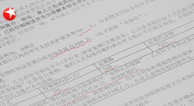 女子800元买猫，稀里糊涂背上近8000元“猫贷”