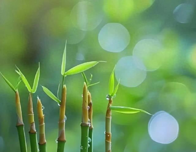 植物到底怎么“知道”该往哪儿长?真相比你想的更神奇