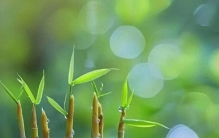 植物到底怎么“知道”该往哪儿长？真相比你想的更神奇