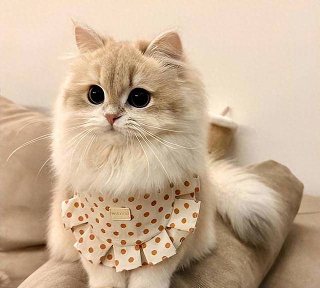 2026年猫粮十大品牌排行新鲜出炉!6月选猫粮照着买,新手零踩坑