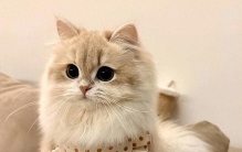 2026年猫粮十大品牌排行新鲜出炉！6月选猫粮照着买，新手零踩坑