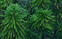 全球最珍贵的8种植物：每一种都比大熊猫更濒危