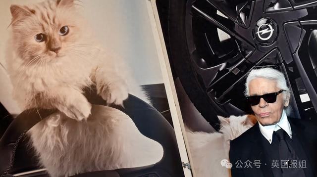 世界最富有猫被“吃绝户”?落魄千金只能打工赚猫粮?