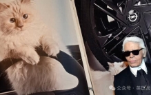 世界最富有猫被“吃绝户”？落魄千金只能打工赚猫粮？