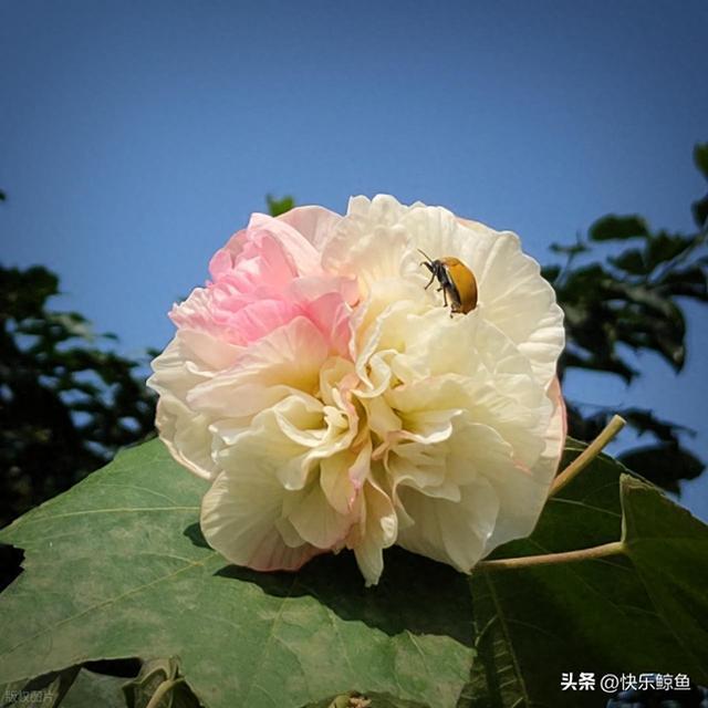 每天认识一种植物（小乔木篇）——20木芙蓉