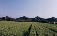 东方金字塔——淄博四王冢的千年传说