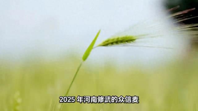 中国小麦单产最高纪录与世界的差距有多大?
