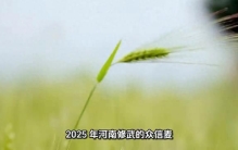 中国小麦单产最高纪录与世界的差距有多大？