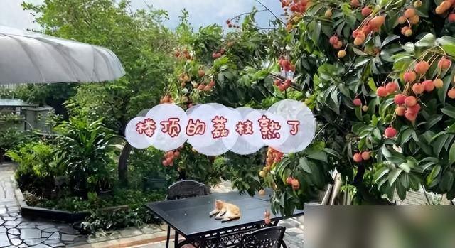 阳台种荔枝:最奢侈的精神按摩