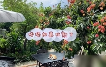 阳台种荔枝：最奢侈的精神按摩