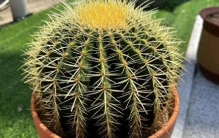 “最耐旱”的5种花，夏天越不浇水长的越旺！