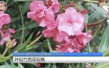 这种植物全株有毒！别摘、别碰！