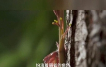 见过吗？当植物受到欺凌时，它们的反击往往比动物更凶残！