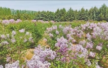 祁连山下，珍稀植物安新家（美丽中国·关注生物多样性保护）