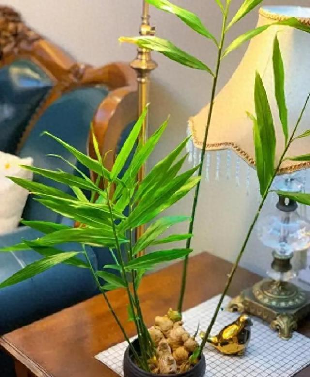 北京一姑娘“把生姜当绿植”养在客厅走红,网友:好美,好高级
