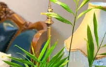 北京一姑娘“把生姜当绿植”养在客厅走红，网友：好美，好高级