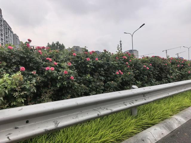 北京环路月季正在“憋大招”,将迎来第二波“爆花”