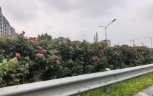 北京环路月季正在“憋大招”，将迎来第二波“爆花”