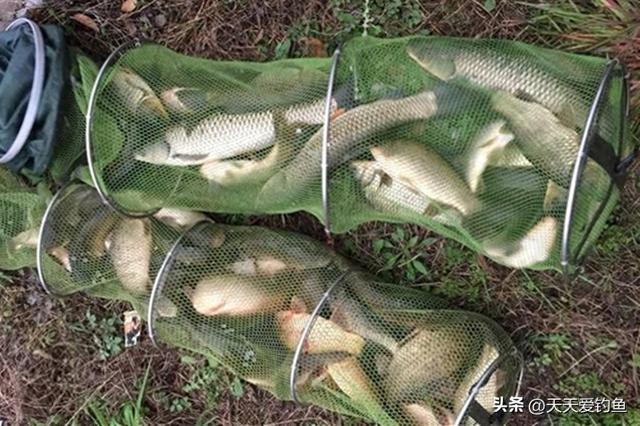 夏季钓草鱼,这些饵料出人意料,全用过的肯定是老手