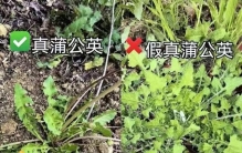 学植物，长知识（蒲公英&泥胡菜&苦荬菜&大蓟&小蓟）