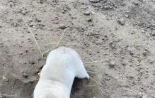 地里干活遇见奇怪生物，赖在脚边不肯走，一靠近就想咬人！