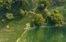 中国公认十大名茶（主流版本）