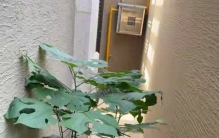 女子晒楼道长了一棵树，像“收费站”，网友：快拔了，这是恶木~